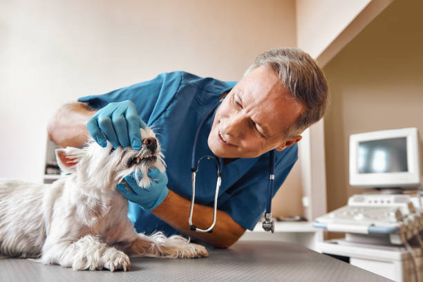 Best Emergency Dental Services for Seniors in Gray Summit, MO